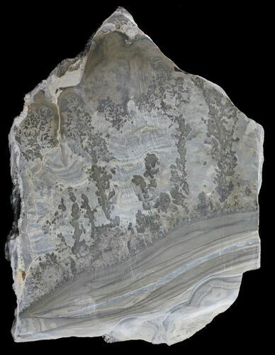 Triassic Aged Stromatolite Fossil - England #56171
